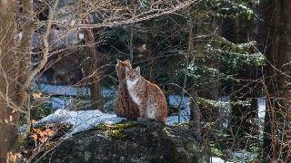 Tierfreigehege NeuschÃ¶nau